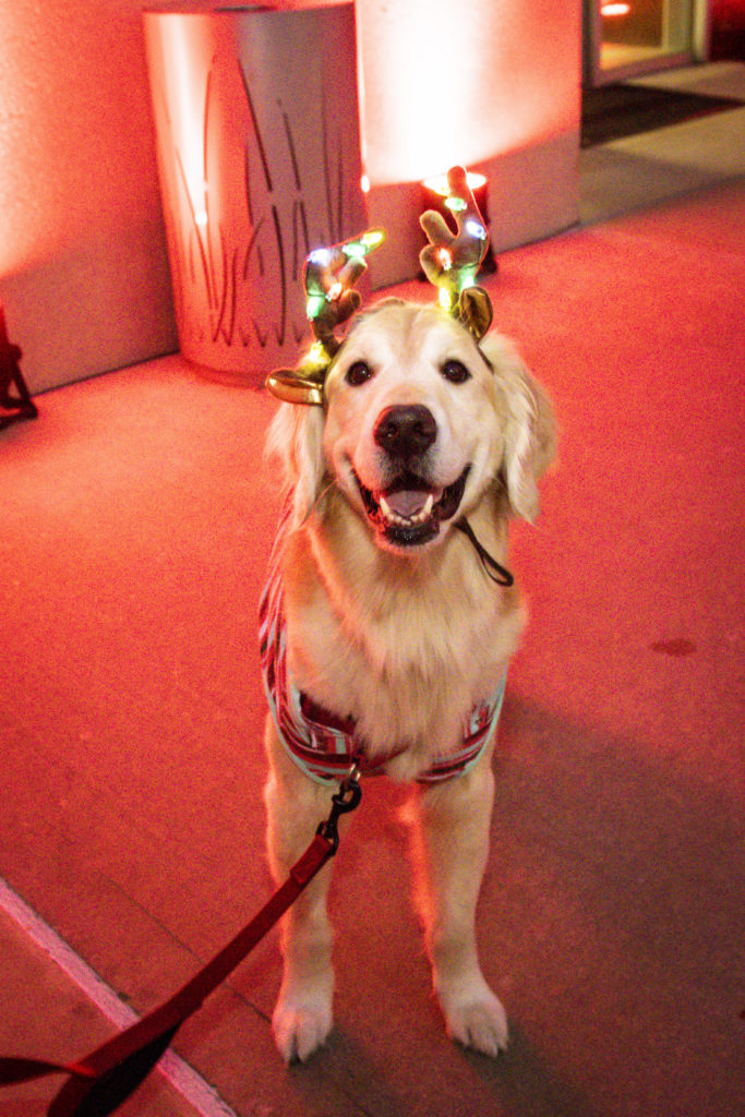 Holidays(D191202R): Dallas Tree Lighting Event. - Texas Hospital Association